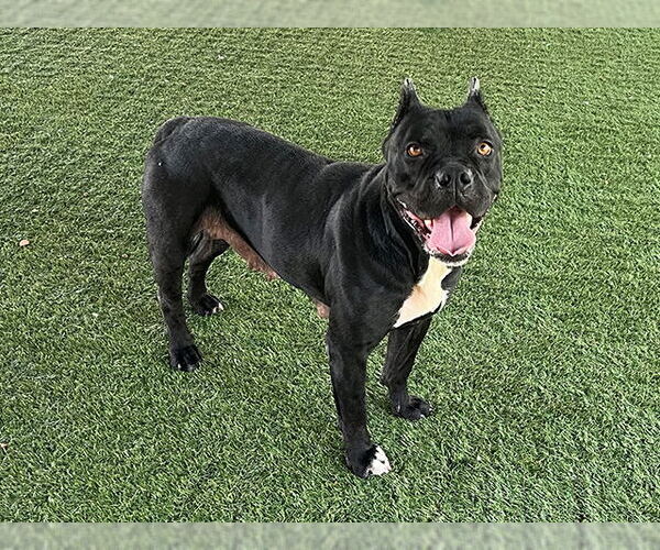 Medium Photo #3 American Staffordshire Terrier-Unknown Mix Puppy For Sale in Pasadena, CA, USA