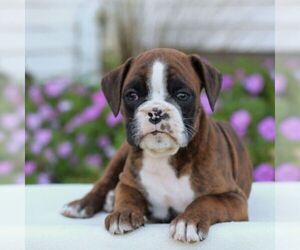 Boxer Puppy for sale in GORDONVILLE, PA, USA