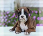 Small Boxer