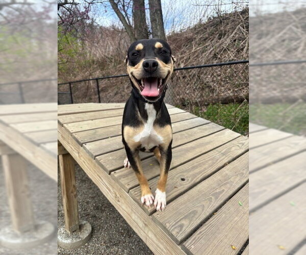 Medium Photo #5 Miniature Pinscher-Unknown Mix Puppy For Sale in Elmsford, NY, USA