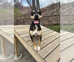 Small #4 Miniature Pinscher Mix