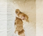 Small Photo #4 Yorkshire Terrier Puppy For Sale in LA SIERRA, CA, USA