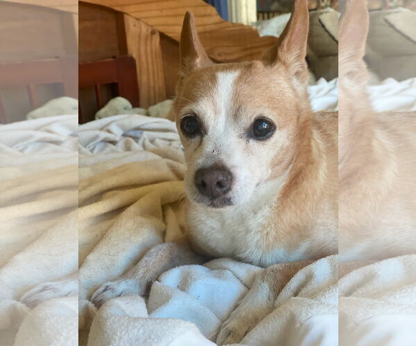 Medium Photo #2 Chihuahua-Unknown Mix Puppy For Sale in Newport Beach, CA, USA