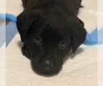 Small #7 Labrador Retriever Mix