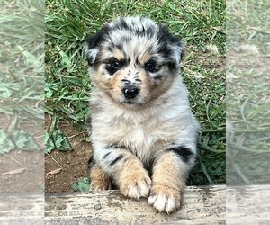 Medium Australian Shepherd