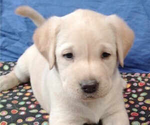 Labrador Retriever Puppy for sale in CALIENTE, CA, USA