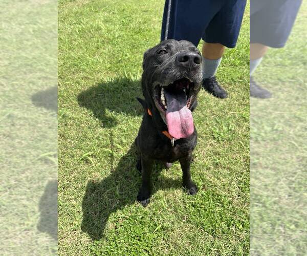Medium Photo #3 Mutt Puppy For Sale in Abbeville, LA, USA