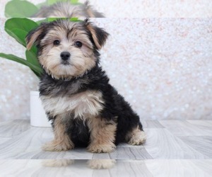 Poochon Puppy for sale in MARIETTA, GA, USA