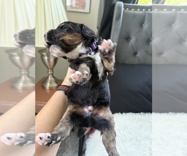 Medium Photo #138 Bernedoodle Puppy For Sale in BELMONT, NC, USA