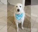 Small #2 Great Pyrenees