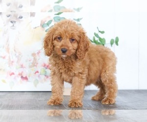 Goldendoodle (Miniature) Puppy for sale in BEL AIR, MD, USA