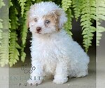 Small #1 Shih-Poo