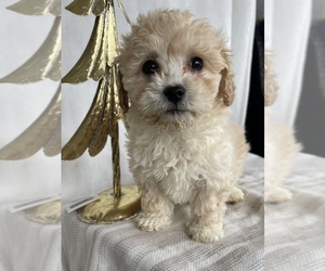 Poochon-Poodle (Miniature) Mix Puppy for sale in PRINCETON, KY, USA