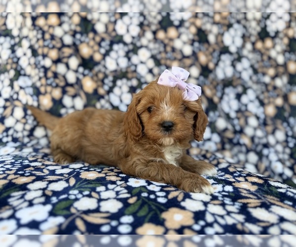 Medium Photo #7 Cavapoo (Miniature) Puppy For Sale in LAKELAND, FL, USA