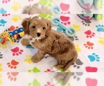 Small #9 Cavapoo (Miniature)-Poodle (Toy) Mix