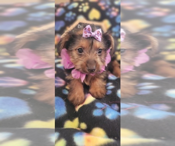Medium Photo #4 Yorkshire Terrier Puppy For Sale in AKRON, OH, USA