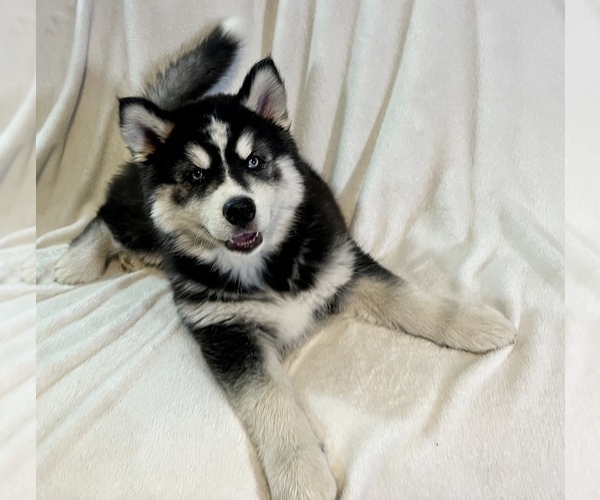 Medium Photo #7 Siberian Husky Puppy For Sale in ALTON, IL, USA