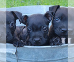 Small #7 Staffordshire Bull Terrier