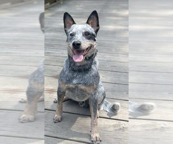 Medium Photo #2 Mutt Puppy For Sale in Highland, IL, USA