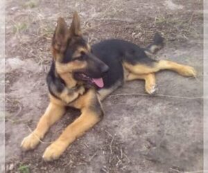 German Shepherd Dog Dog for Adoption in ORANGE GROVE, Texas USA