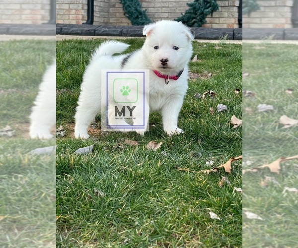 Medium Photo #1 Pomsky Puppy For Sale in MOUNT WASHINGTON, KY, USA