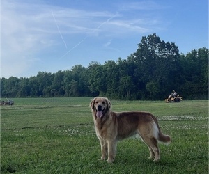 Mother of the Golden Retriever puppies born on 08/09/2025