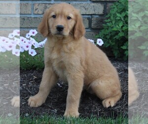 Golden Retriever Puppy for sale in FREDERICKSBURG, OH, USA