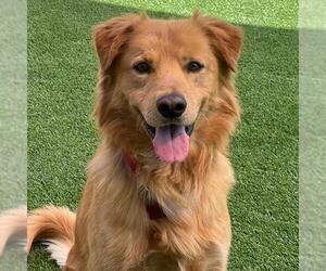 Golden Retriever-Unknown Mix Dogs for adoption in San Diego, CA, USA
