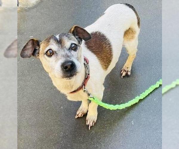 Medium Photo #1 Mutt Puppy For Sale in Santa Maria, CA, USA