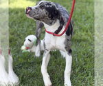 Small #2 Catahoula Leopard Dog