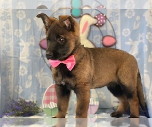German Shepherd Dog Puppy for sale in LANCASTER, PA, USA