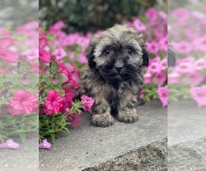 ShihPoo Puppy for sale in CANOGA, NY, USA