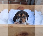 Small #3 Beagle