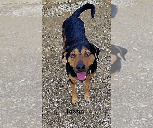 Medium Photo #6 Mutt Puppy For Sale in Evansville, IN, USA