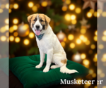 Small #2 Great Pyrenees Mix