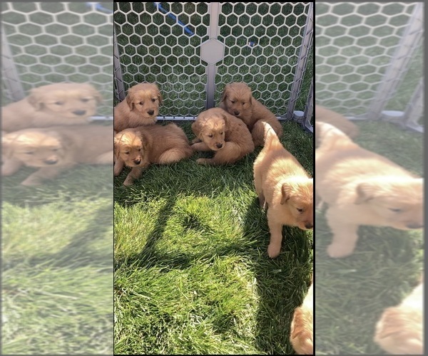 Medium Photo #3 Golden Retriever Puppy For Sale in GARDNERVILLE, NV, USA