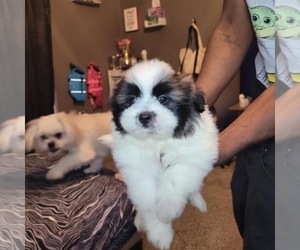 Papastzu-Shiranian Mix Puppy for sale in TAMPA, FL, USA
