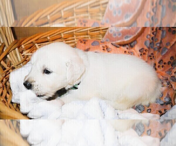 Medium Photo #2 English Cream Golden Retriever Puppy For Sale in LANCASTER, WI, USA