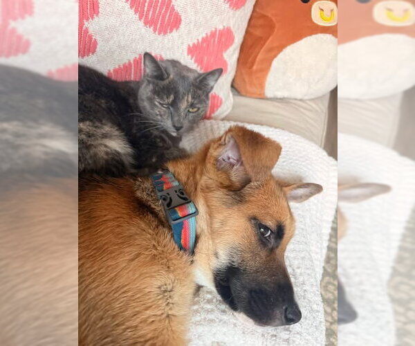 Medium Photo #8 German Shepherd Dog-Unknown Mix Puppy For Sale in Holly Springs, NC, USA