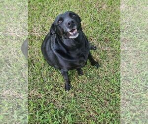 Labrador Retriever-Unknown Mix Dogs for adoption in Shreveport, LA, USA
