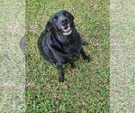 Small Labrador Retriever Mix