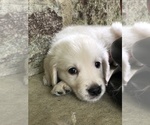 Small Photo #5 Golden Retriever Puppy For Sale in SCHNECKSVILLE, PA, USA