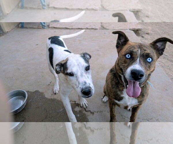 Medium Photo #2 Mutt Puppy For Sale in Pena Blanca, NM, USA