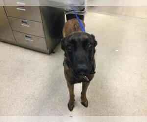 Mutt Dogs for adoption in Riverside, CA, USA