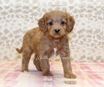 Small Photo #2 Cavapoo Puppy For Sale in DENVER, PA, USA