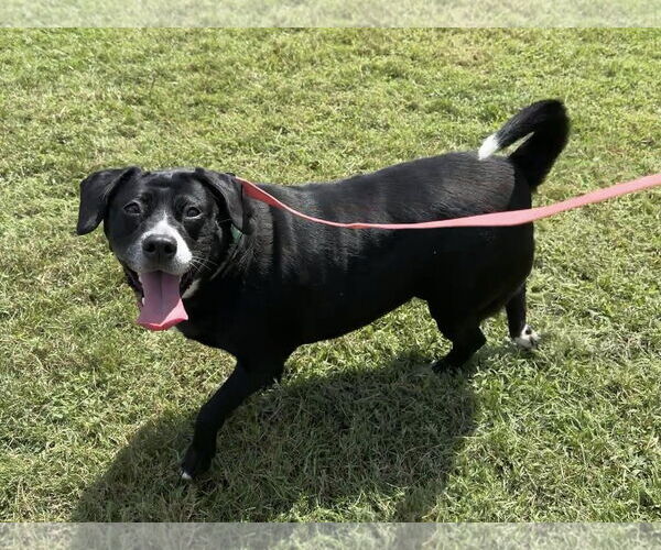 Medium Photo #2 Labrador Retriever Puppy For Sale in Millersville, MD, USA
