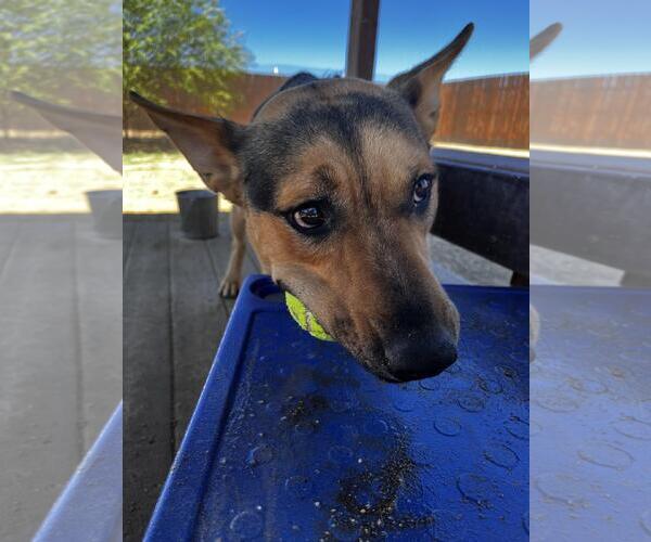 Medium Photo #11 German Shepherd Dog-Unknown Mix Puppy For Sale in Incline Village, NV, USA