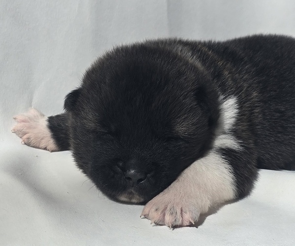 Medium Photo #10 Akita Puppy For Sale in STRAFFORD, MO, USA