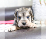 Small Photo #33 Schnauzer (Miniature) Puppy For Sale in SYRACUSE, IN, USA