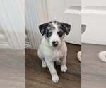 Small #2 Border Collie Mix